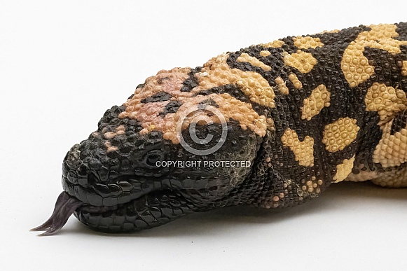 Gila Monster