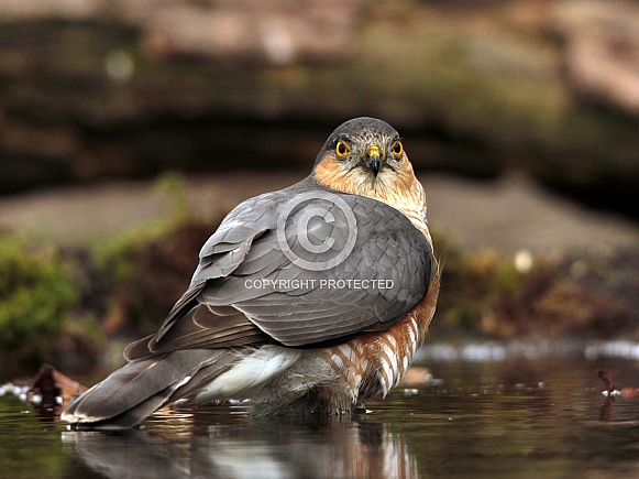 Eurasian Sparrowhawk