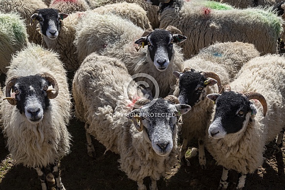 Swaledale Sheep - Yorkshire Dales - England