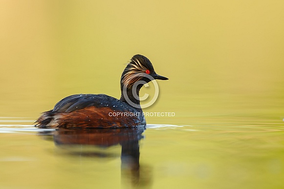 The black-necked grebe The black-necked grebe