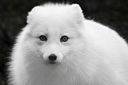 Arctic Fox