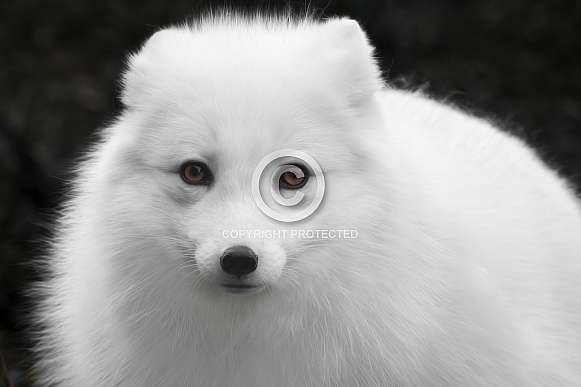 Arctic Fox