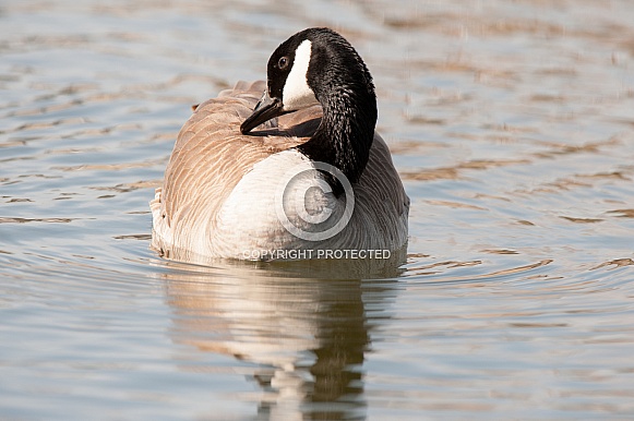 Canada goose on water