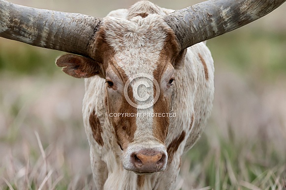Watusi Cattle