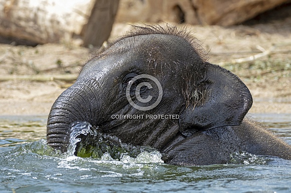 Asian elephant (Elephas maximus) Asian elephant (Elephas maximus)