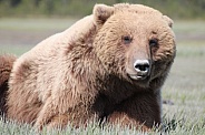 Wild Brown Bear