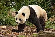 Giant Panda