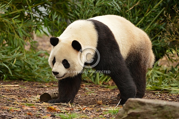 Giant Panda