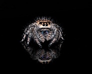 Regal Jumping Spider
