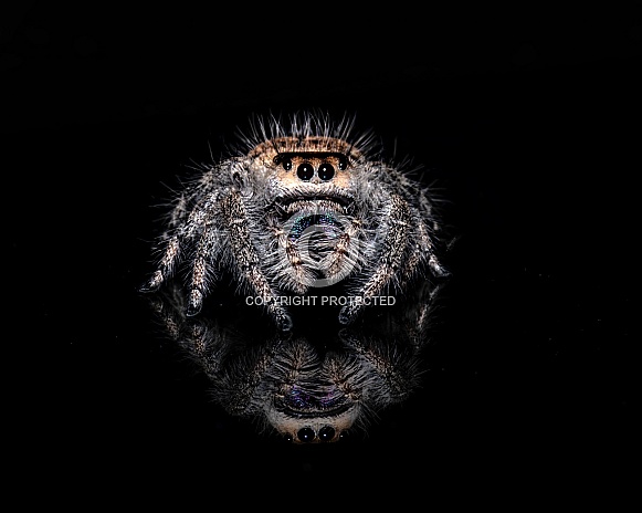 Regal Jumping Spider