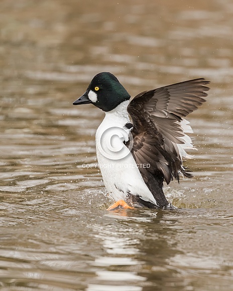 Male Goldeneye Stretching