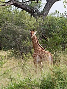 South African (Cape) Giraffe (Young/Juvenile)