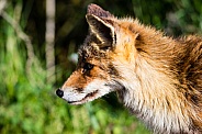 Red Fox close-up