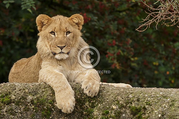 African Lion Cub