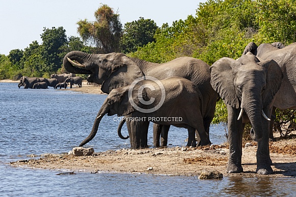 African Elephants - Botswana