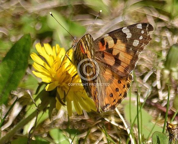 Red Admiral Butterfly