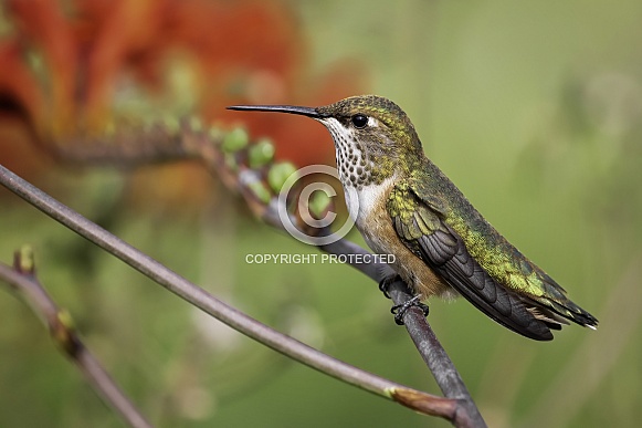 Hummingbird—Rufous Portrait