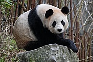 Giant panda