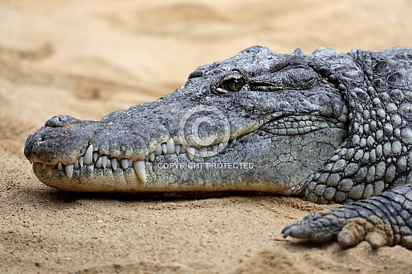 Crocodile (Crocodylinae) Crocodile (Crocodylinae)