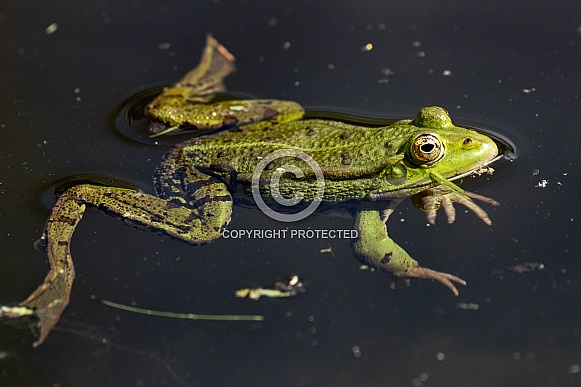 Frog Full Body In Water – Wildlife Reference Photos for Artists