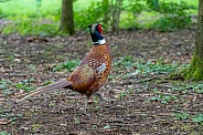 Ring-Necked Pheasant