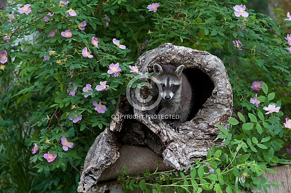 Baby Raccoon peeking from a Burrell