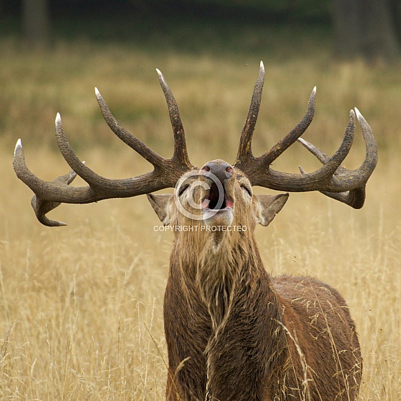 Deer