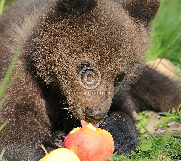 Brown Bear Cub Brown Bear Cub
