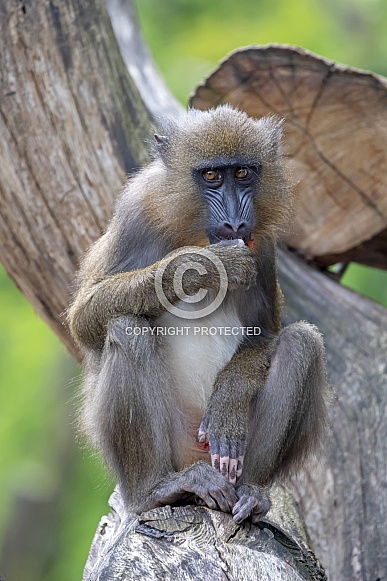 Mandrill (Mandrillus sphinx)