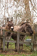 Two donkeys waiting