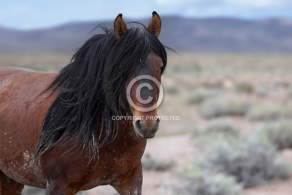 Wild Horses