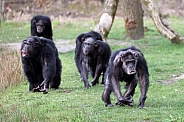 Chimpanzee (Pan troglodytes)