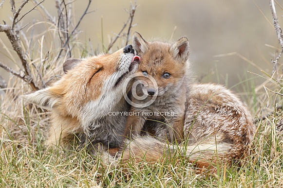 Red fox and cubs Red fox and cubs