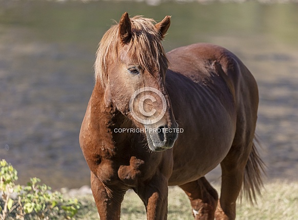 Salt River wild horse in AZ standing by the river