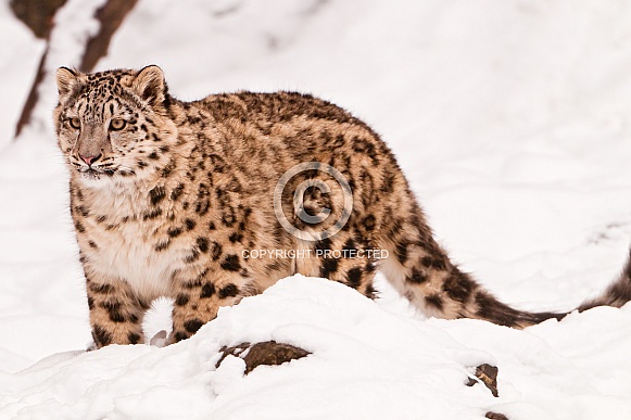 Snow Leopard
