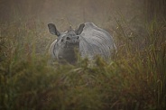 Indian rhino in the nature habitat