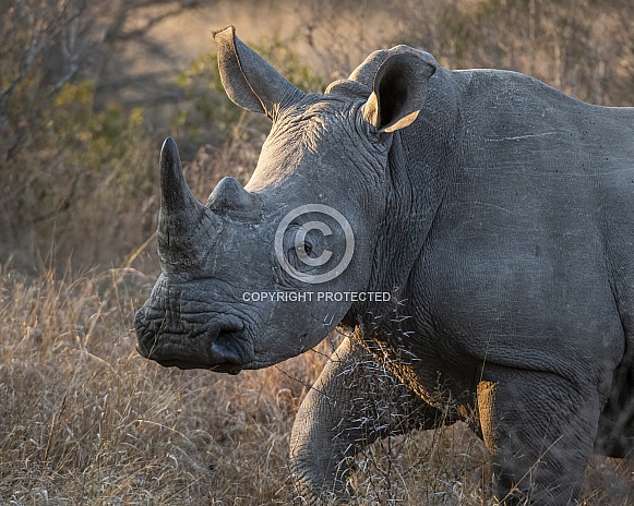 White Rhinoceros