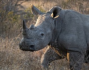 White Rhinoceros