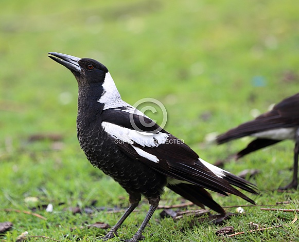 Magpie