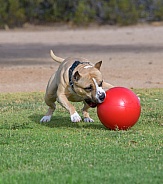 American Staffordshire Terrier playing with a ball