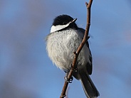 Chickadee in Quince
