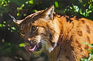 Lynx showing tongue