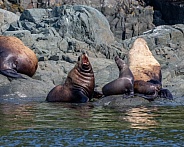 Stellar Sea Lions