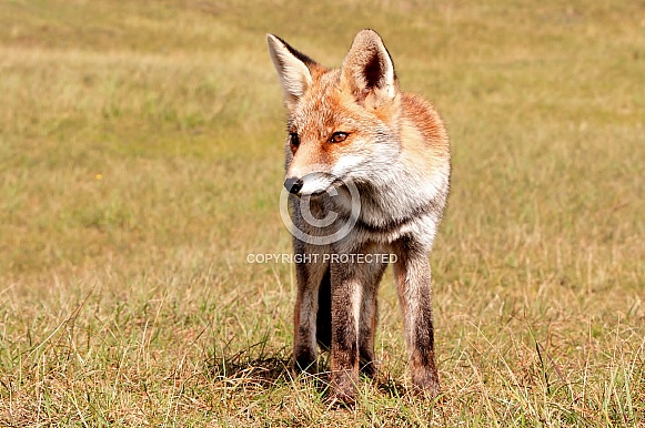 Red fox Red fox