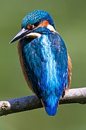 Juvenile kingfisher