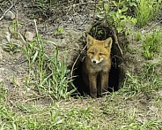 Red Fox Kit Coming out of the Den