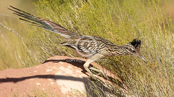 Greater Roadrunner, Geococcyx californianus Greater Roadrunner, Geococcyx californianus
