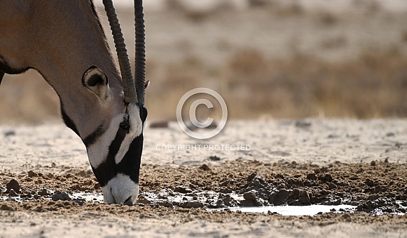 African Oryx