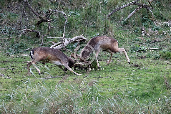 Fallow deer (Dama dama) Fallow deer (Dama dama)