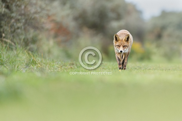Red foxes Red foxes